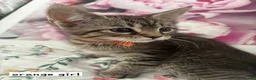 Ragcoon cats for sale: Beautiful Ragcoons  - Advert 10