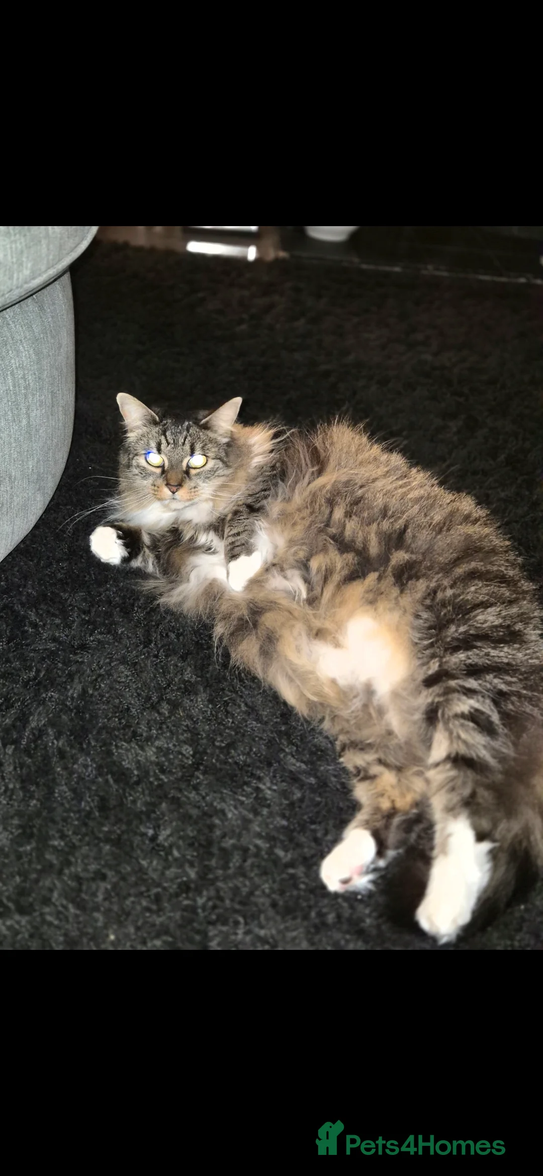 Norwegian Forest Cat cats for sale: 7 years old Norwegian forest  in Bradford - Advert 4