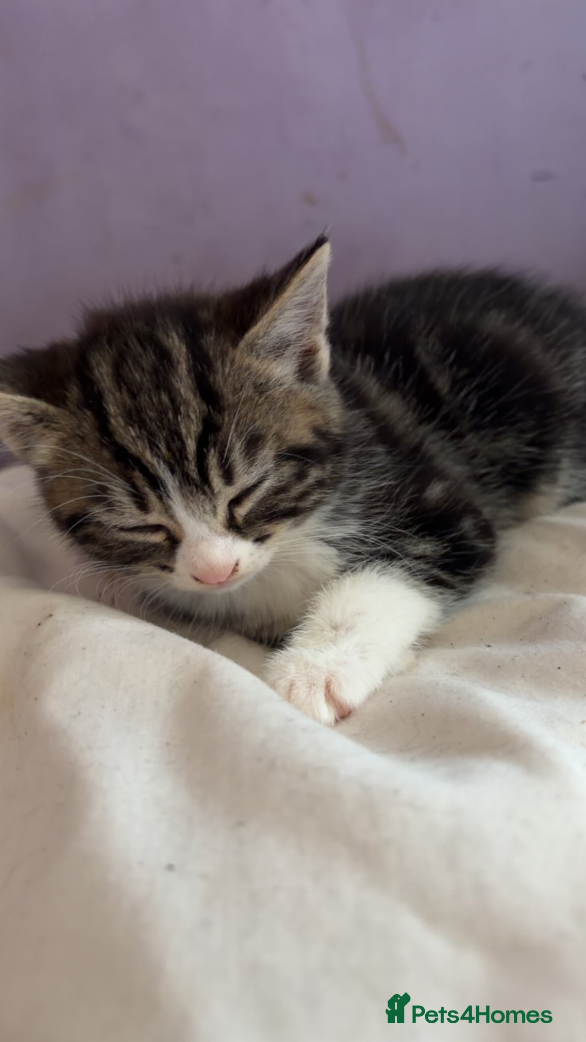 Mixed Breed cats for sale: 5 friendly playful mixed tabby kittens - Advert 21