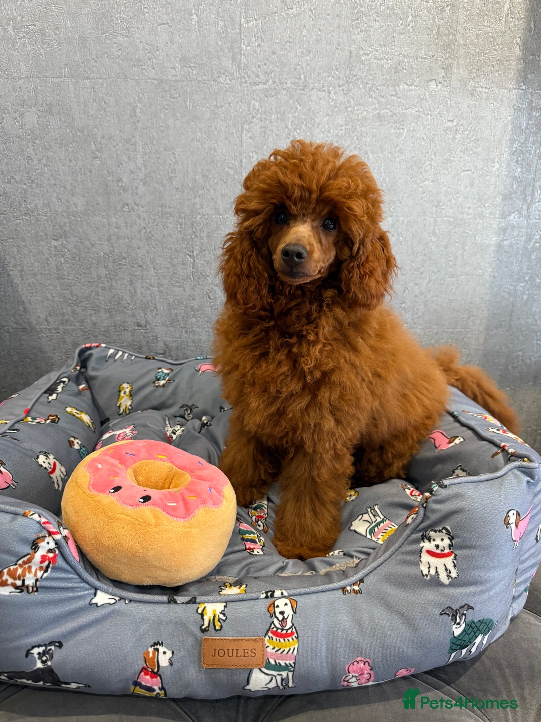 Toy Poodle dogs for sale: Stunning KC Reg Dark Red Toy Poodle born 2/5/2025 - Image 9