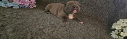 Staffordshire Bull Terrier dogs for sale: BEST OF THE BEST RARE STAFFORDSHIRE BULL TERRIERS - Advert 12