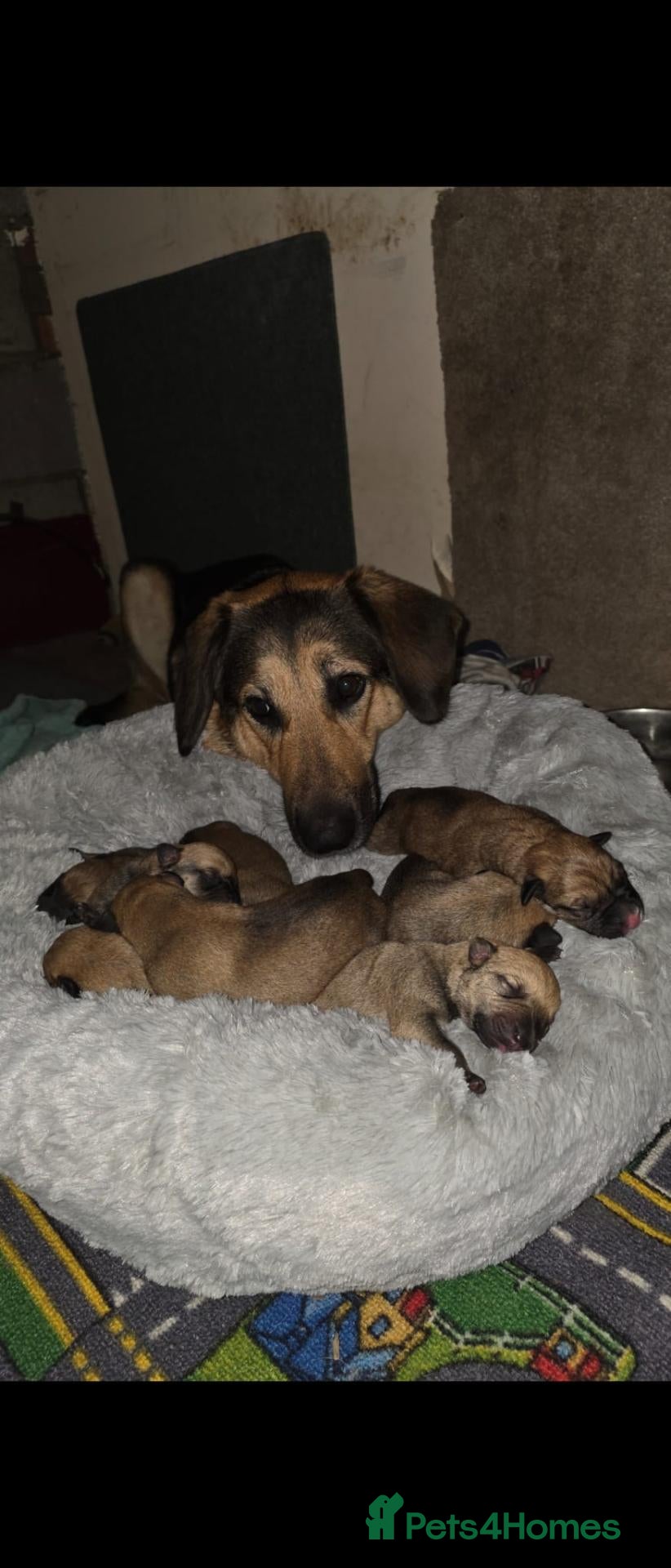 Mixed Breed dogs for sale: German shephard mastiff puppies for sale  - Advert 2