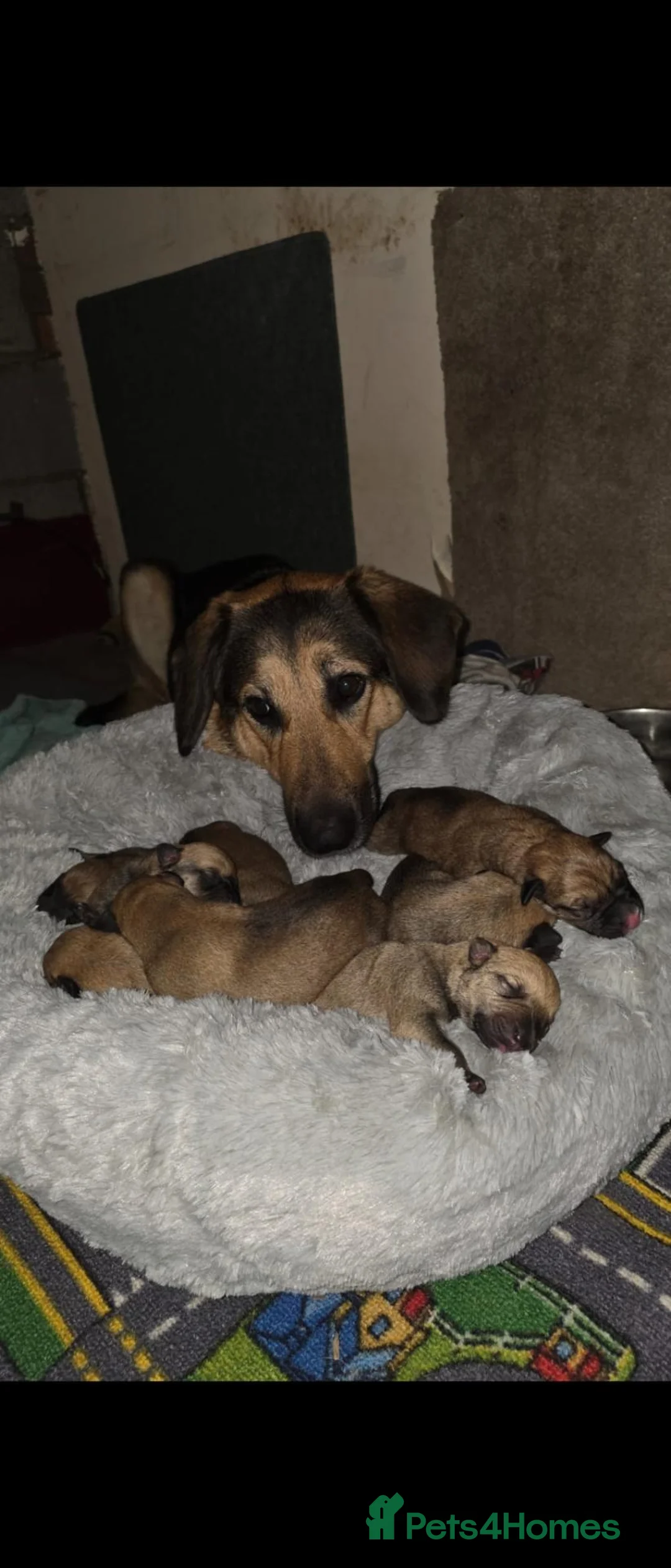 Mixed Breed dogs for sale: German shephard mastiff puppies for sale  - Advert 2