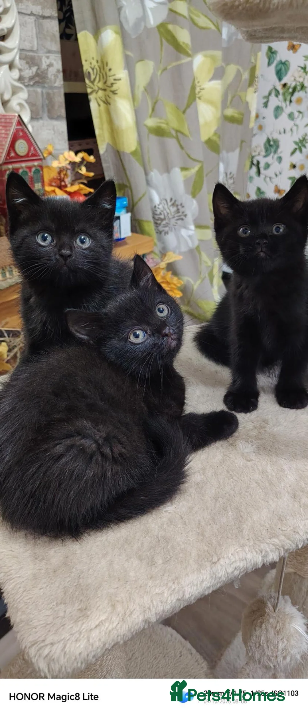 British Shorthair cats for sale: Beautifull kitten  - Advert 1