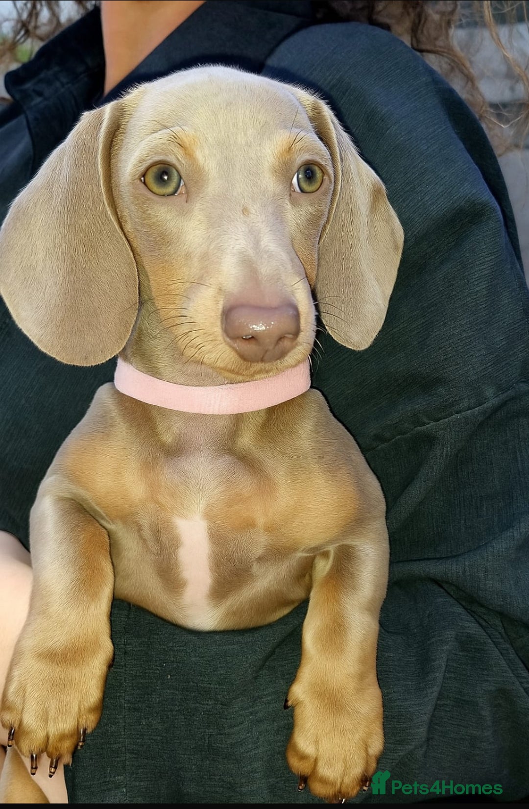 Dachshund dogs for sale: 🏡🐾 Isabella Dachshund Puppies - Ready Now 🐾🏡 - Advert 32