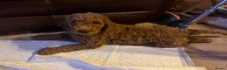 Cockapoo dogs for sale: Beautiful Red cockapoo boy. Ready now! - Advert 3