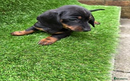 Dachshund dogs for sale: 5 stunning Dachshund puppies - Image 8