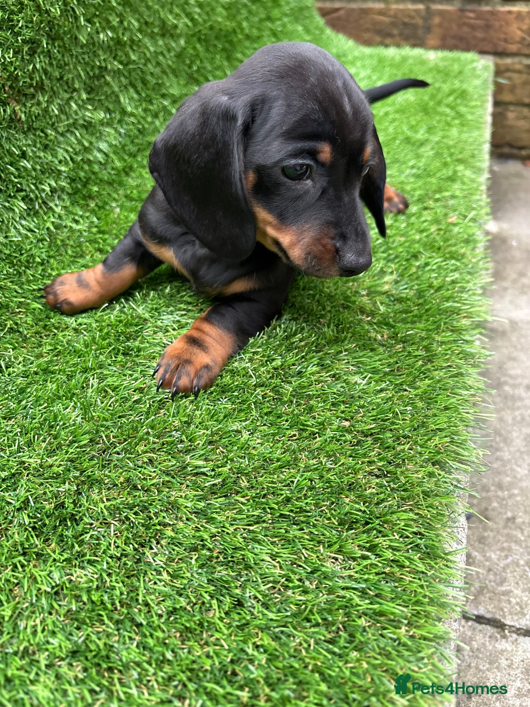 Dachshund dogs for sale: 5 stunning Dachshund puppies - Image 8