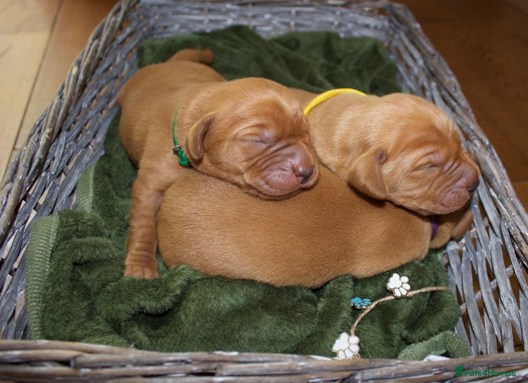 Labrador Retriever dogs for sale: 🐾 KC Registered Fox Red Lab Puppies 🐾 - Image 15