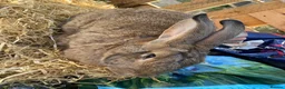 Continental Giant rabbits for sale: Continental Giants  - Advert 5