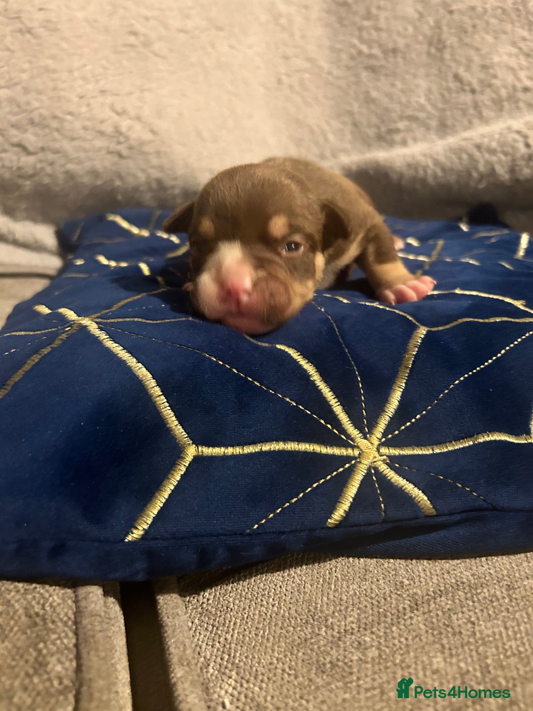 Olde English Bulldogge dogs for sale: Olde English bulldogges - Advert 2