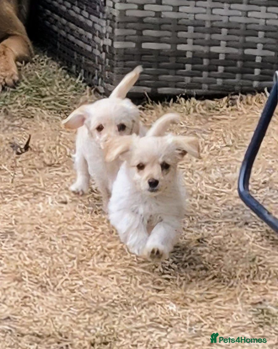 Mixed Breed dogs 3 left! Gorgeous Poodle x Biewer Terrier Puppies  - Advert 16