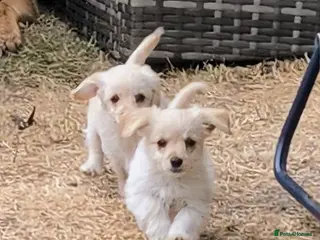 Mixed Breed dogs 3 left! Gorgeous Poodle x Biewer Terrier Puppies - Advert 16