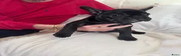 French Bulldog dogs for sale: 2 stunning french bulldogs  - Advert 22