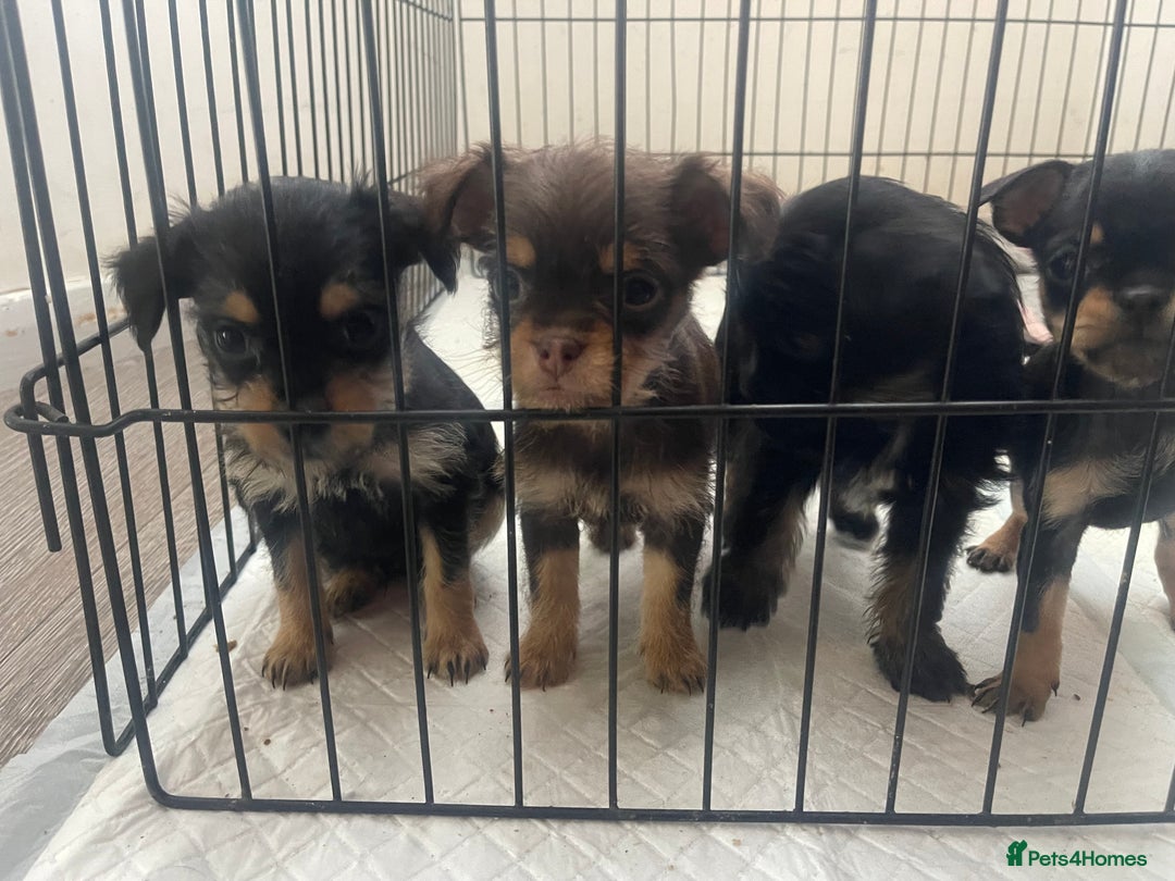 Mixed Breed dogs for sale: Jackapoo/French bulldog  - Advert 28