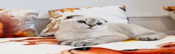 Scottish Fold cats for sale: 💙🐾 **Gorgeous Scottish Fold Boy ** - Advert 9