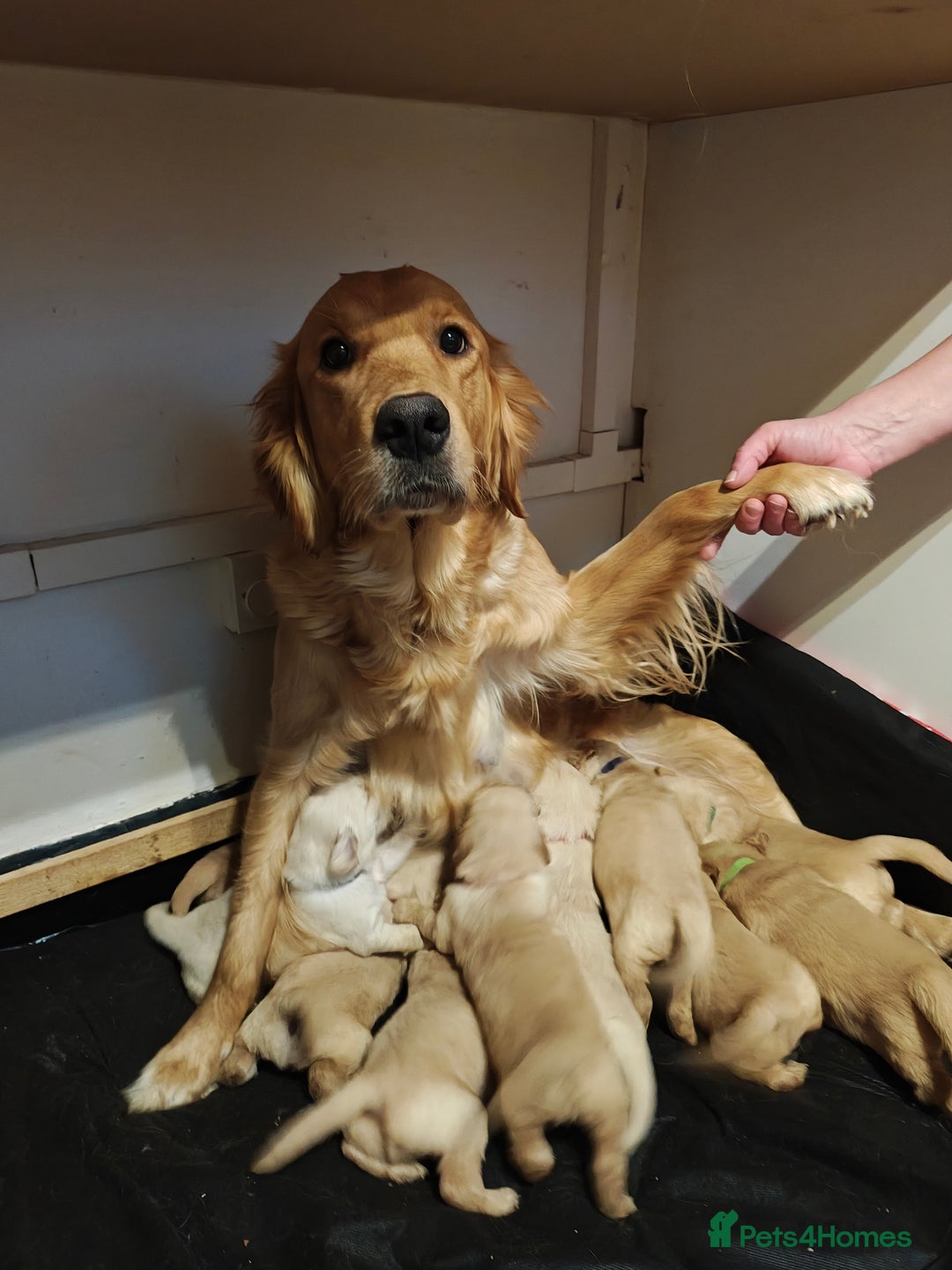 Golden Retriever dogs for sale: 10 Beautiful Golden Retriever puppies  - Advert 1