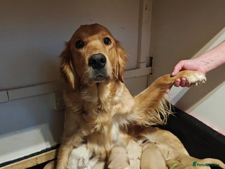 Golden Retriever dogs 10 Beautiful Golden Retriever puppies - Advert 2