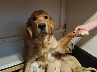 Golden Retriever dogs 10 Beautiful Golden Retriever puppies - Advert 10