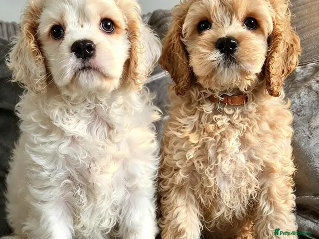 Cockapoo dogs for sale: Ready now Miniature cockerpoo puppies - Advert 5