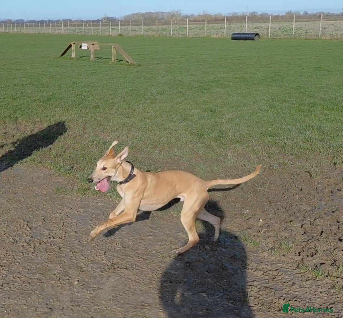 Lurcher dogs Large breed lurcher - Advert 1