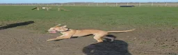 Lurcher dogs for sale: Large breed lurcher - Advert 1