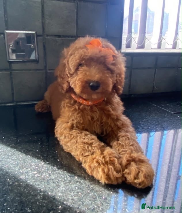 Miniature Poodle dogs Beautiful Miniature Poodle - Advert 4