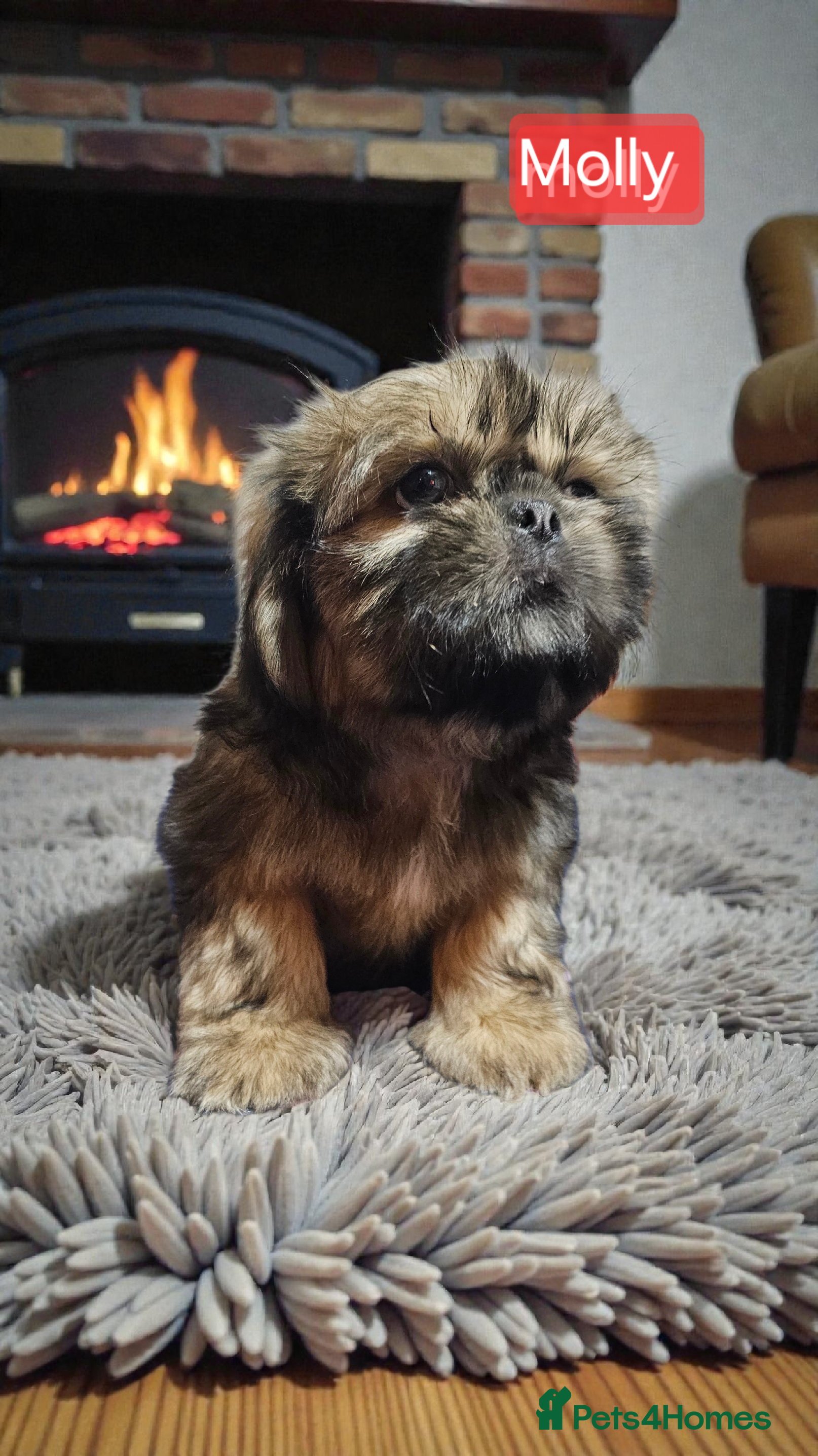 Shih Tzu dogs 💞 QUALITY STANDARD SHIH TZU 💞 - Advert 1