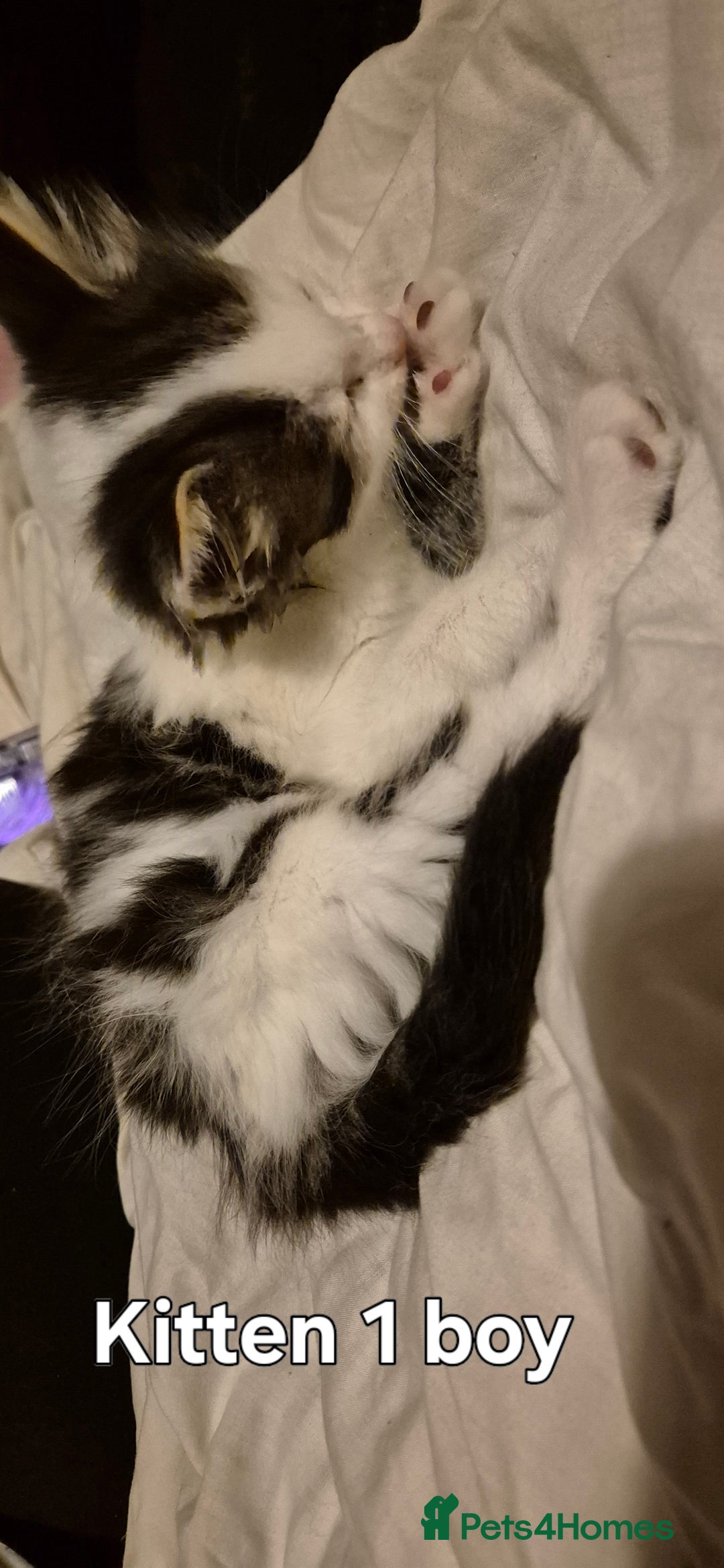 Maine Coon cats for sale: Maine coon kittens  - Advert 3