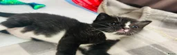 Turkish Van cats for sale: Beautiful Turkish van kittens for sale.  - Advert 15