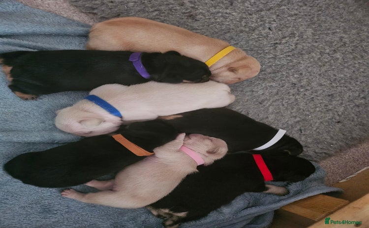 French Bulldog dogs - Advert 7