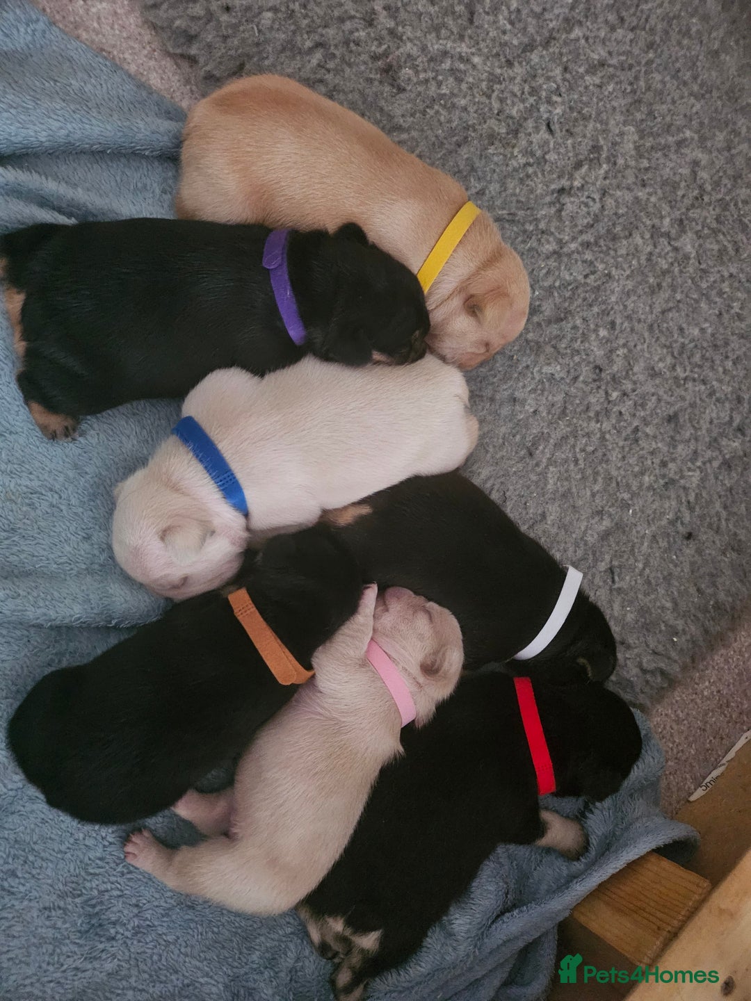 French Bulldog dogs for sale: French bulldog puppies - Image 1