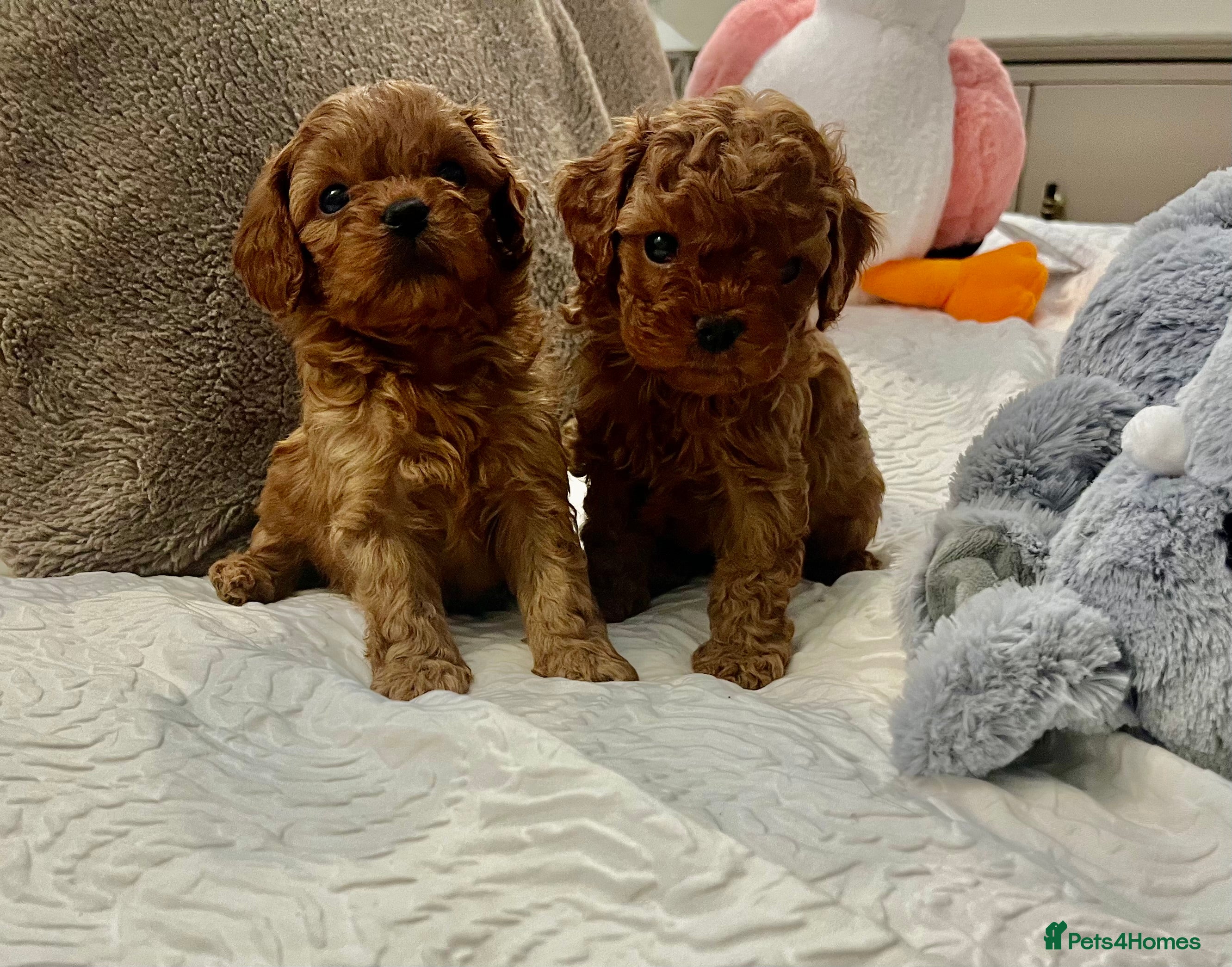 Cavapoo dogs Absolutely gorgeous cavapoo puppies available 🐾 - Advert 7