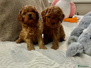 Cavapoo dogs Absolutely gorgeous cavapoo puppies available 🐾 - Advert 7