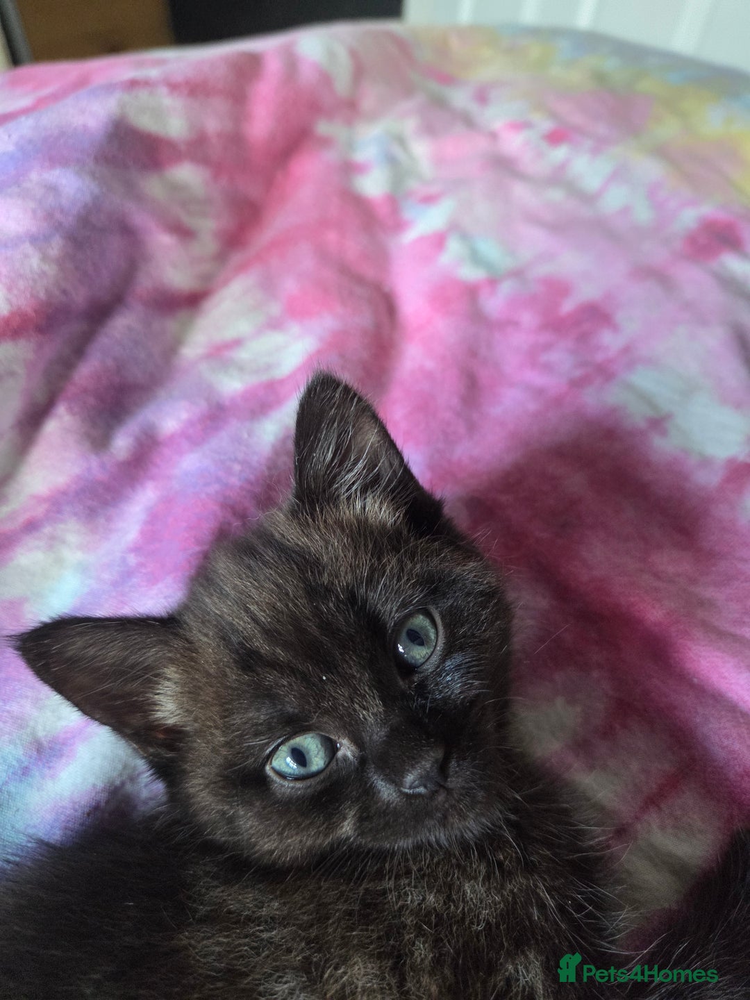 Ragdoll cats for sale: 2 x female 1/2 ragdoll kittens.  Gorgeous colours - Image 10