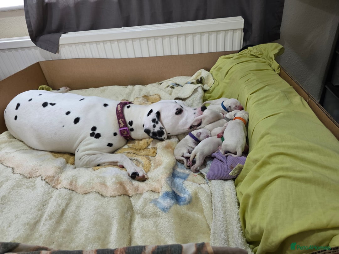 Dalmatian dogs for sale: 100% DALMATIAN LITTER - Image 6