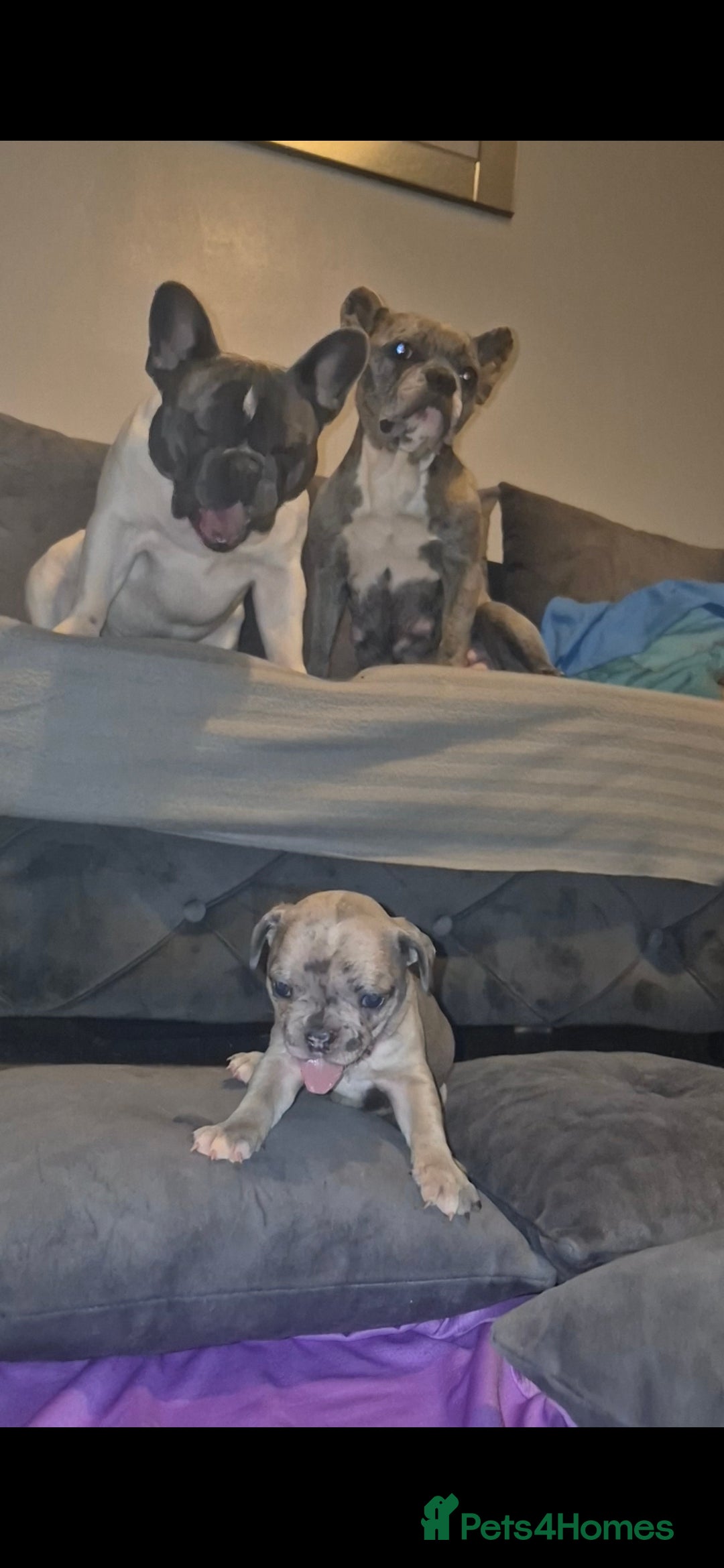 French Bulldog dogs for sale: DWKC beautiful French bulldogs prices negotiable - Advert 18
