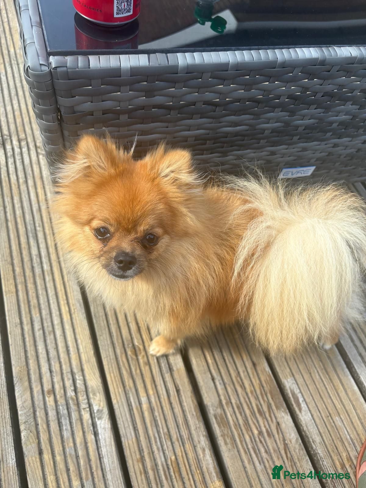 Pomeranian dogs Pomeranian puppy  - Advert 5