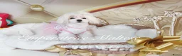 Maltese dogs for sale: Tiny KC Reg. Korean Show line puppies!  - Advert 12