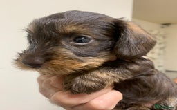 Miniature Dachshund dogs for sale: Wirehaired KC reg mini dachshunds  - Image 14