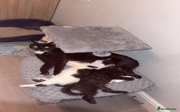 British Longhair cats for sale: female and male British Longhair kittens for sale  - Image 3