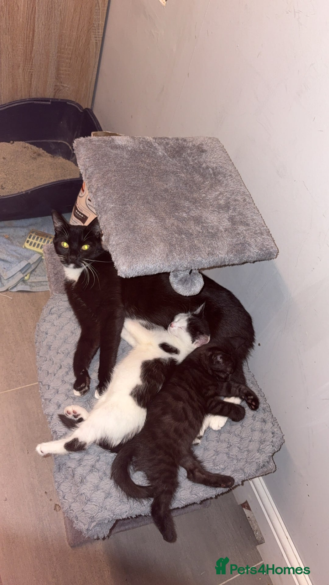British Longhair cats for sale: female and male British Longhair kittens for sale  - Image 3
