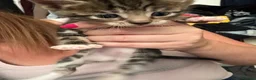 Bengal cats for sale: Half glitter marbled Bengal & tabby  in Gosport - Advert 3