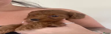 Cockapoo 5