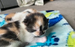 British Shorthair cats for sale: 3 gorgeous kittens for sale - Image 8