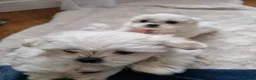 Maltese dogs for sale: 3x Adorable Maltese Puppies in Hereford - Advert 2