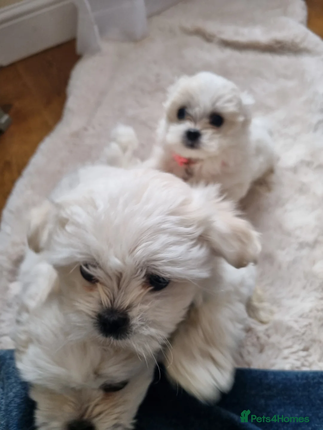 Maltese dogs for sale: 3x Adorable Maltese Puppies in Hereford - Advert 2