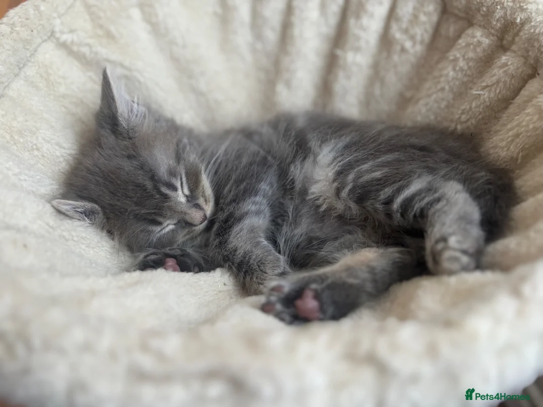 British Shorthair cats for sale: 3 male shorthair/long hair British kittens in Bristol - Advert 14