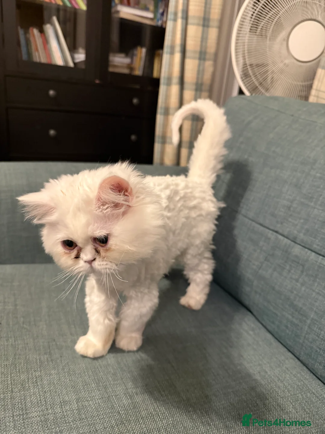 Persian cats for sale: 	Healthy playful kitten ready for loving home - Advert 6
