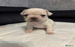 French Bulldog dogs for sale: French bulldog  - Image 14
